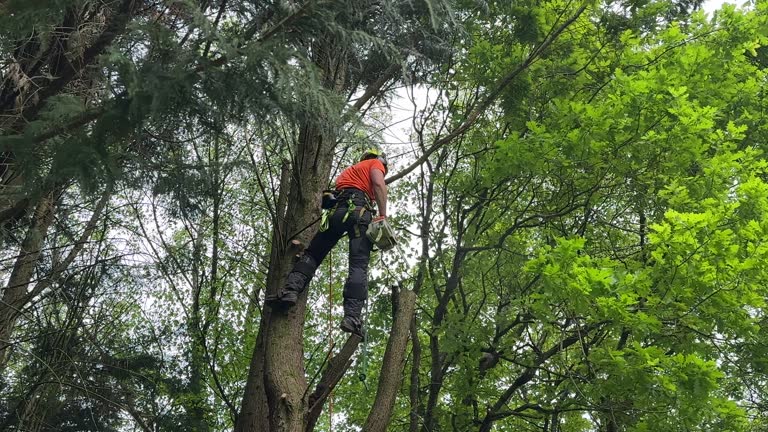 Trusted Marianna, FL  Tree Services Experts